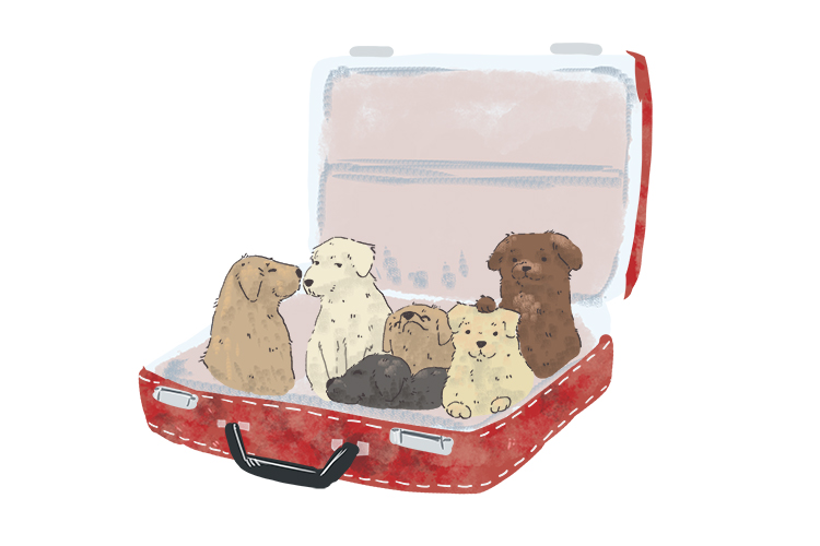Valise is feminine, so it's la valise. Imagine a litter of Labrador puppies in a suitcase.